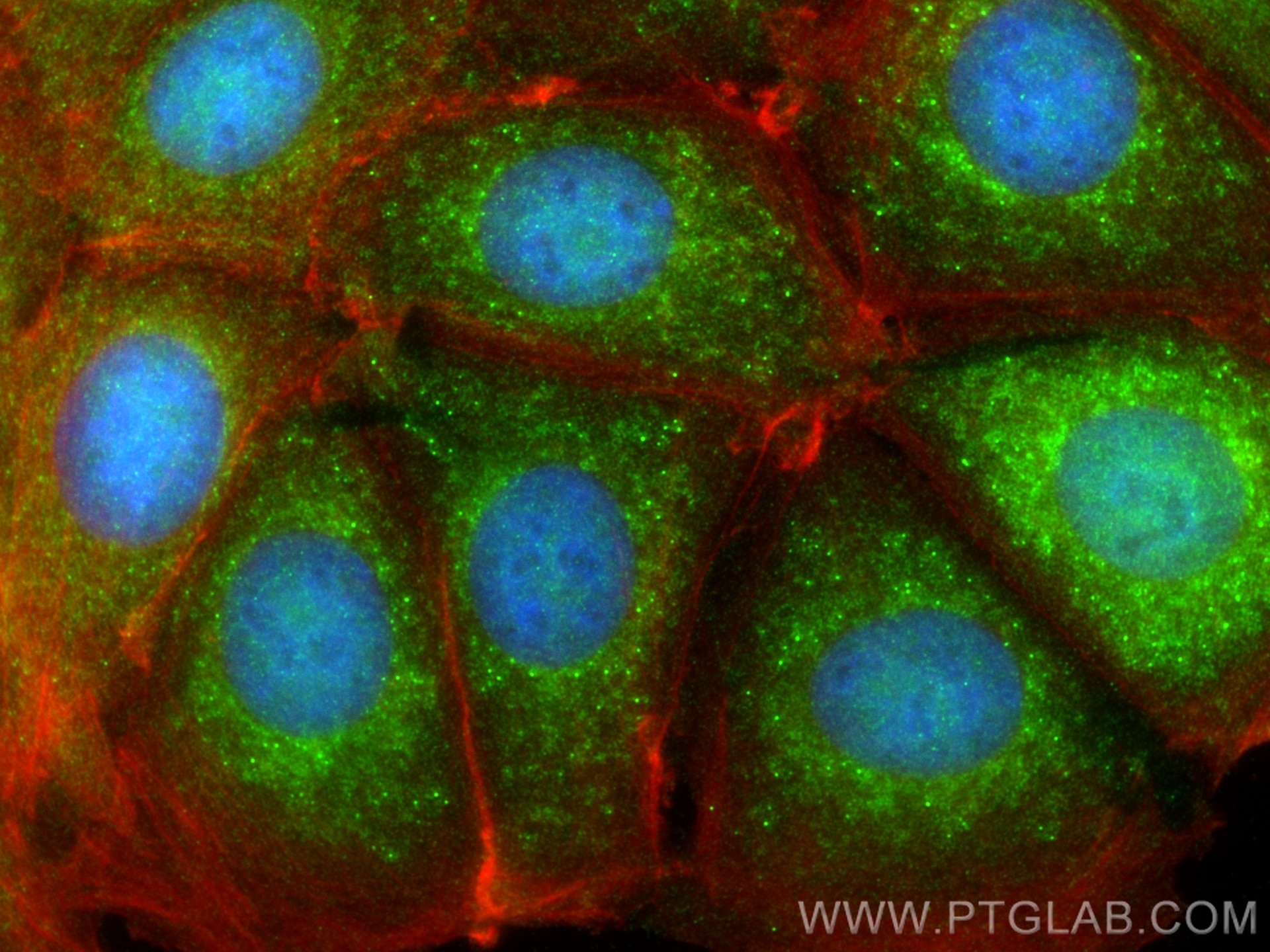 Immunofluorescence (IF) / fluorescent staining of MCF-7 cells using BAX Polyclonal antibody (50599-2-Ig)
