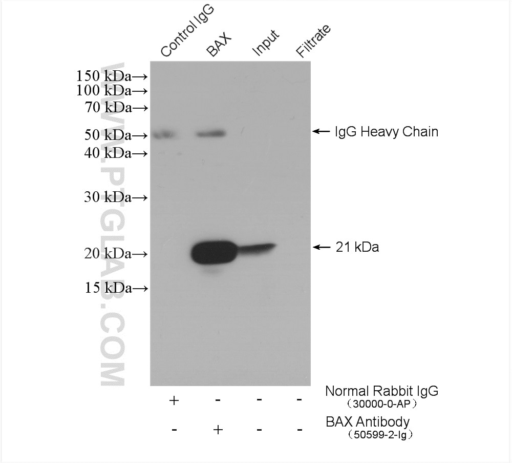 Immunoprecipitation (IP) experiment of Raji cells using BAX Polyclonal antibody (50599-2-Ig)