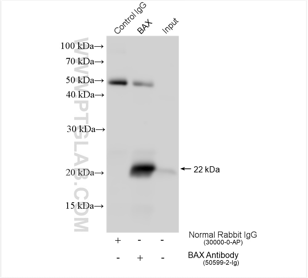Immunoprecipitation (IP) experiment of mouse heart tissue using BAX Polyclonal antibody (50599-2-Ig)