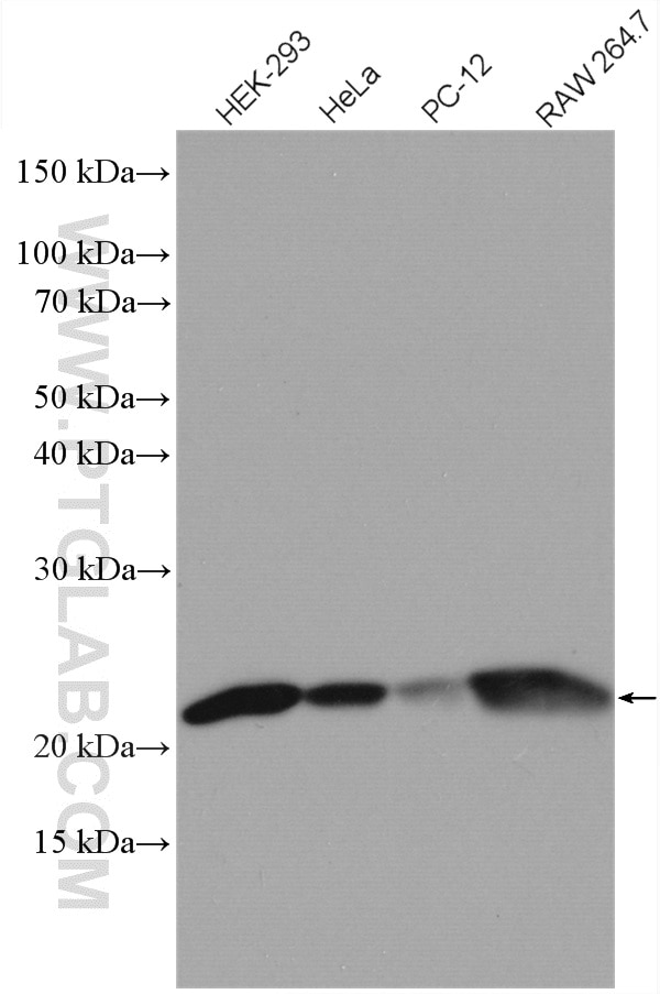 Western Blot (WB) analysis of various lysates using BAX Polyclonal antibody (50599-2-Ig)