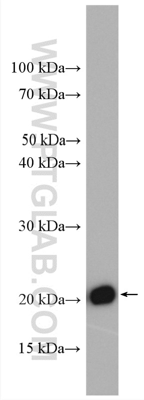 Western Blot (WB) analysis of PC-12 cells using BAX Polyclonal antibody (50599-2-Ig)