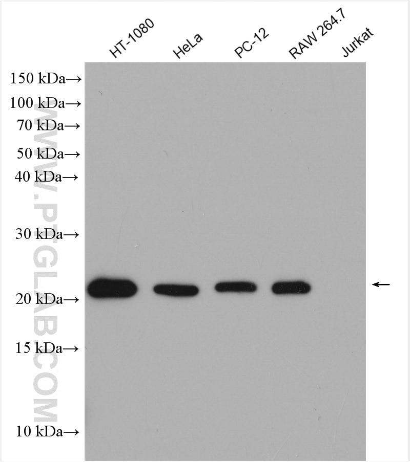 Western Blot (WB) analysis of various lysates using BAX Polyclonal antibody (50599-2-Ig)