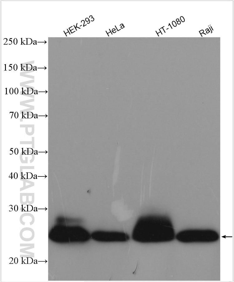 Western Blot (WB) analysis of various lysates using BAX Polyclonal antibody (50599-2-Ig)