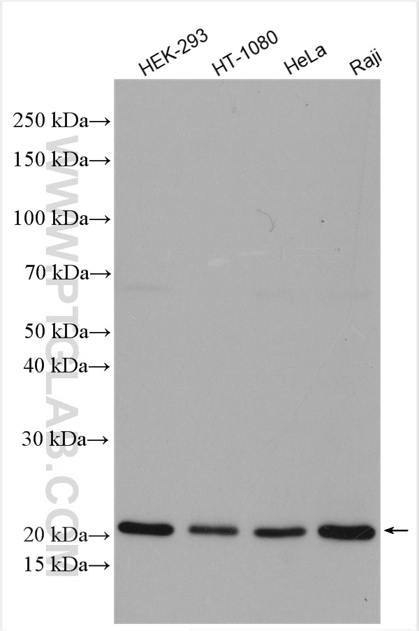 Western Blot (WB) analysis of various lysates using BAX Polyclonal antibody (50599-2-Ig)