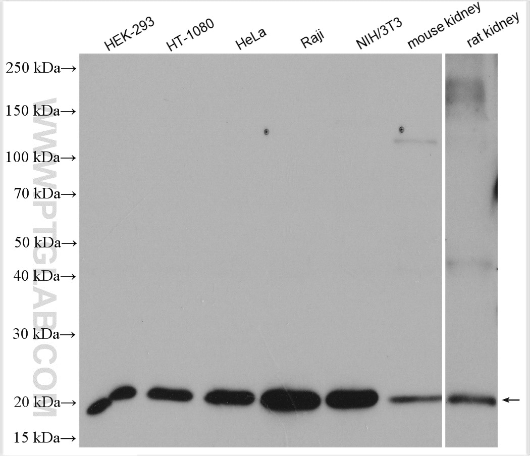 Western Blot (WB) analysis of various lysates using BAX Polyclonal antibody (50599-2-Ig)