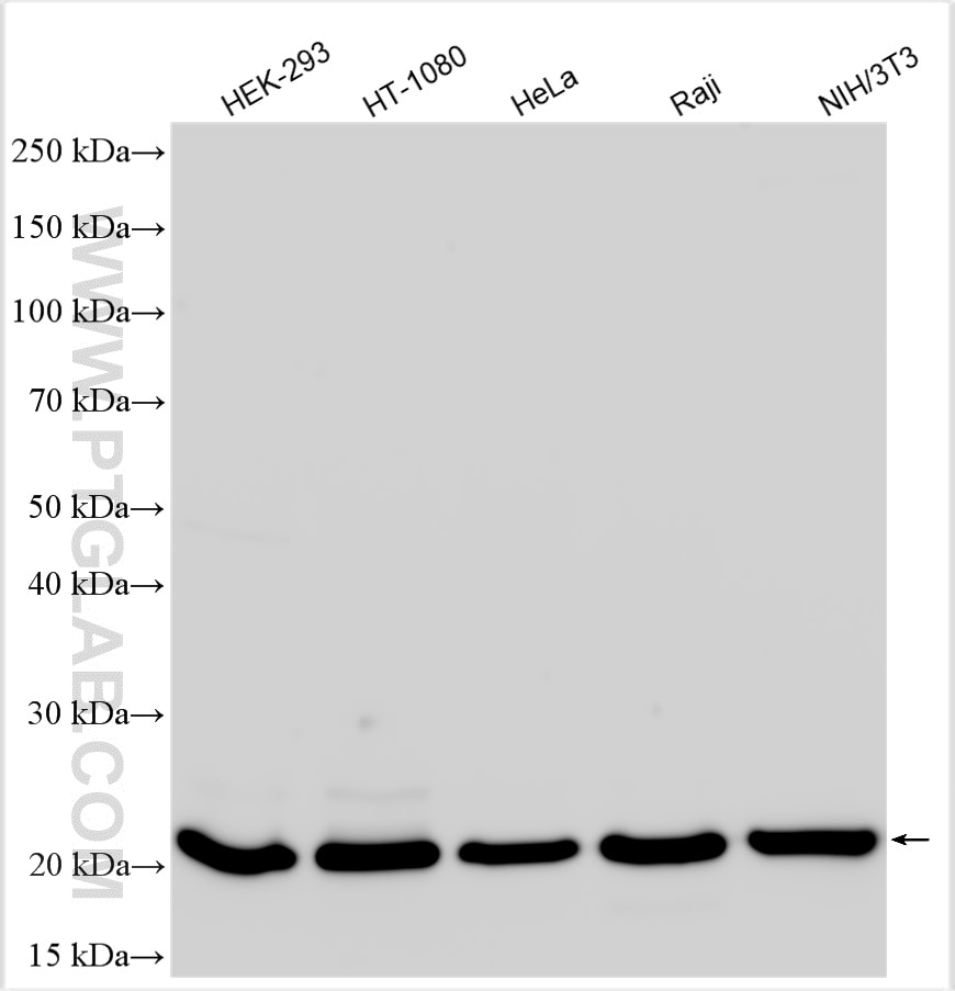 Western Blot (WB) analysis of various lysates using BAX Polyclonal antibody (50599-2-Ig)