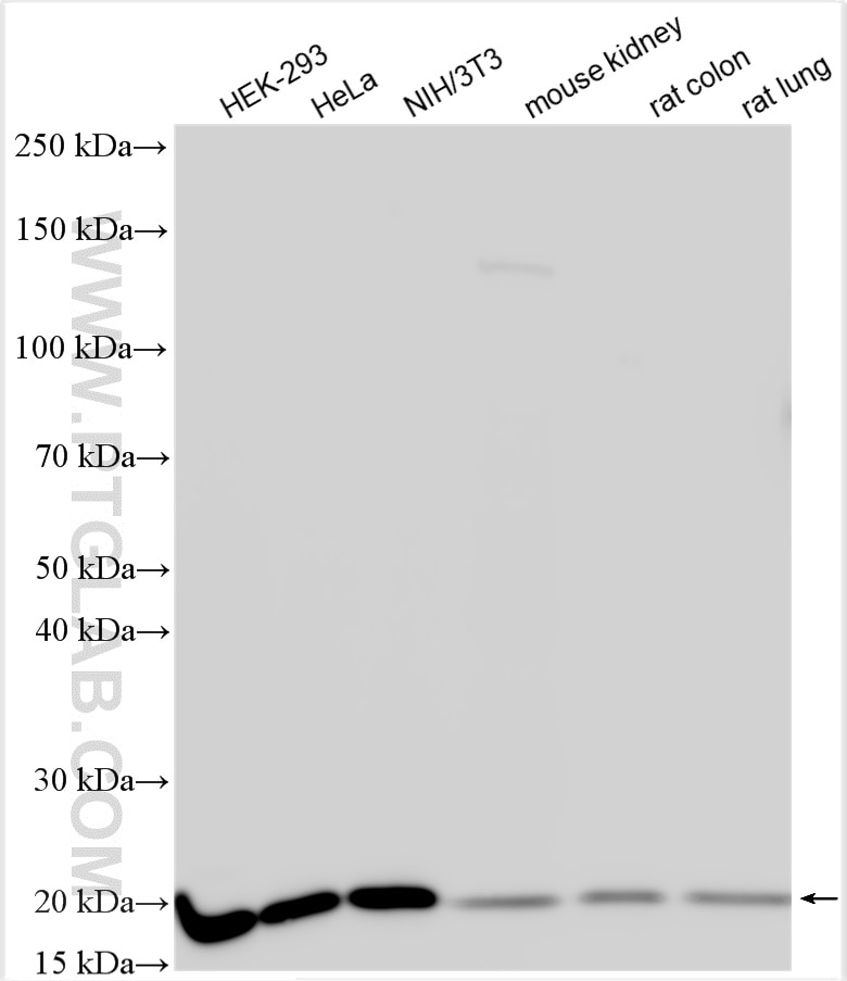 Western Blot (WB) analysis of various lysates using BAX Polyclonal antibody (50599-2-Ig)