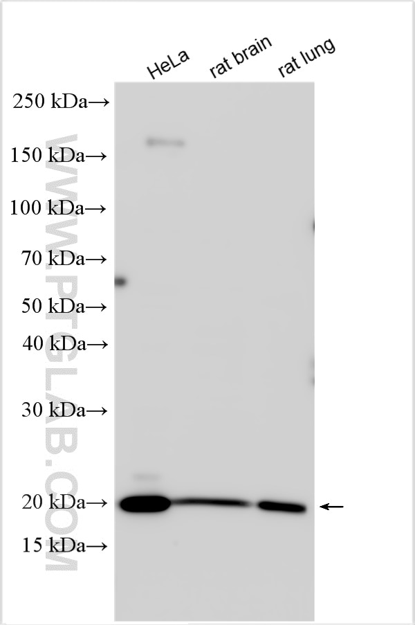 Western Blot (WB) analysis of various lysates using BAX Polyclonal antibody (50599-2-Ig)