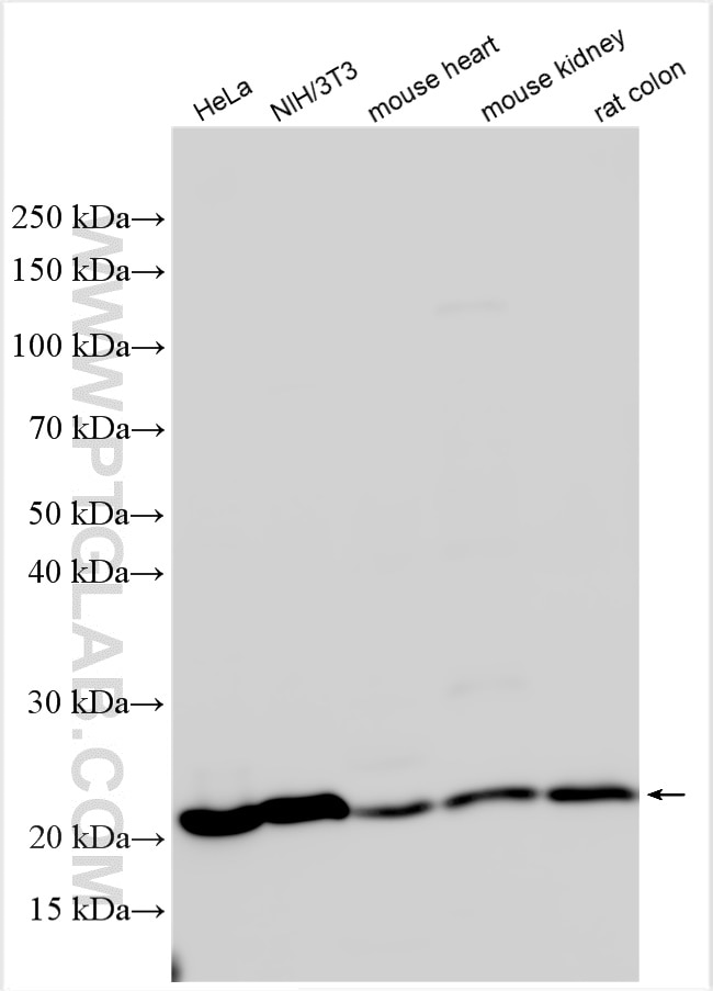 Western Blot (WB) analysis of various lysates using BAX Polyclonal antibody (50599-2-Ig)