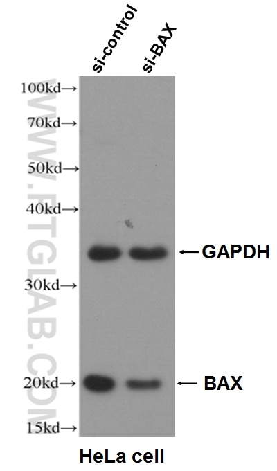Western Blot (WB) analysis of HeLa cells using BAX Polyclonal antibody (50599-2-Ig)