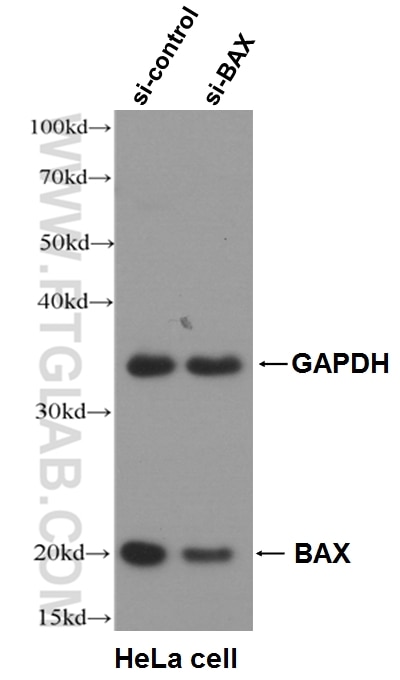 WB analysis of HeLa cells using 50599-2-Ig