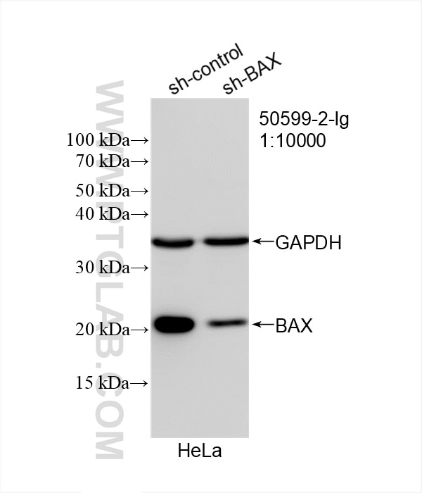 Western Blot (WB) analysis of HeLa cells using BAX Polyclonal antibody (50599-2-Ig)