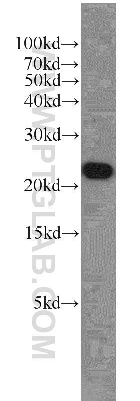 BAX Polyclonal antibody