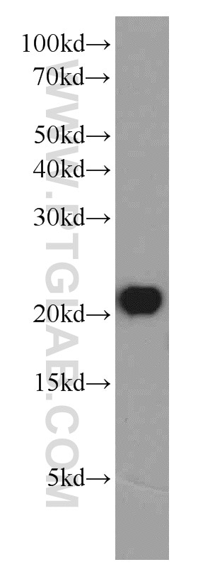 Western Blot (WB) analysis of COLO 320 cells using BAX Polyclonal antibody (50599-2-Ig)