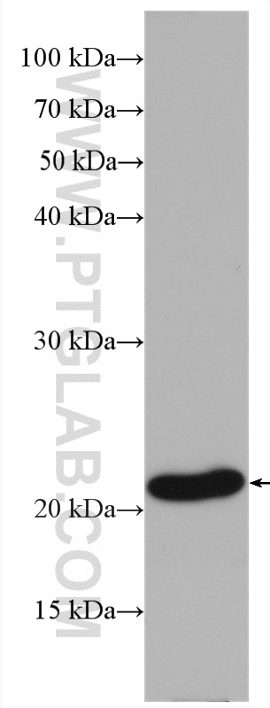 Western Blot (WB) analysis of HepG2 cells using BAX Monoclonal antibody (60267-1-Ig)