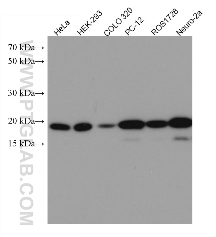 Western Blot (WB) analysis of various lysates using BAX Monoclonal antibody (60267-1-Ig)