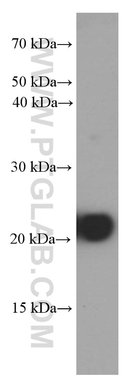 BAX Monoclonal antibody