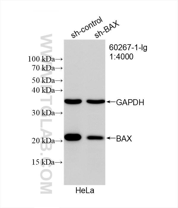 Western Blot (WB) analysis of HeLa cells using BAX Monoclonal antibody (60267-1-Ig)