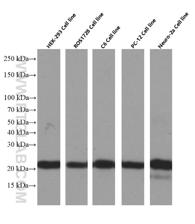 BAX Monoclonal antibody