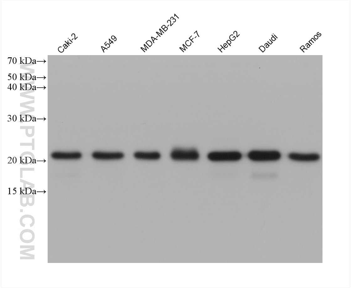 Western Blot (WB) analysis of various lysates using BAX Monoclonal antibody (60267-1-Ig)