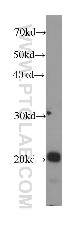 Western Blot (WB) analysis of human testis tissue using BAX Monoclonal antibody (60267-1-Ig)