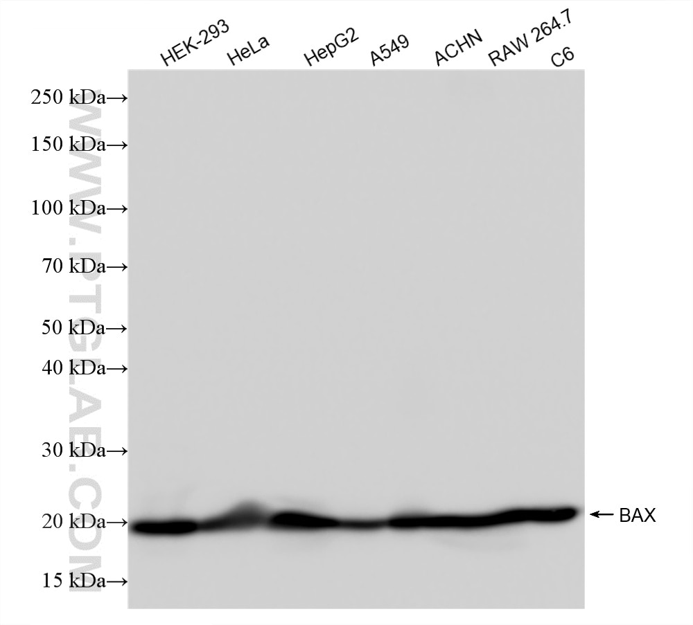 Various lysates were subjected to SDS PAGE followed by western blot with 81789-4-RR (BAX antibody) at dilution of 1:10000 incubated at room temperature for 1.5 hours. Western Blot (WB) analysis of various lysates using BAX Recombinant monoclonal antibody (81789-4-RR)