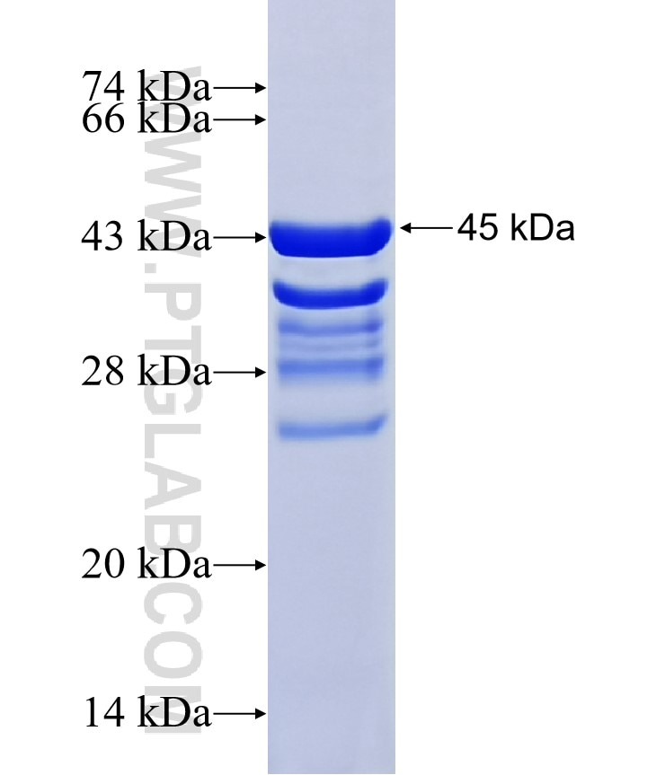 BAX fusion protein Ag40421 SDS-PAGE BAX fusion protein Ag40421 SDS-PAGE