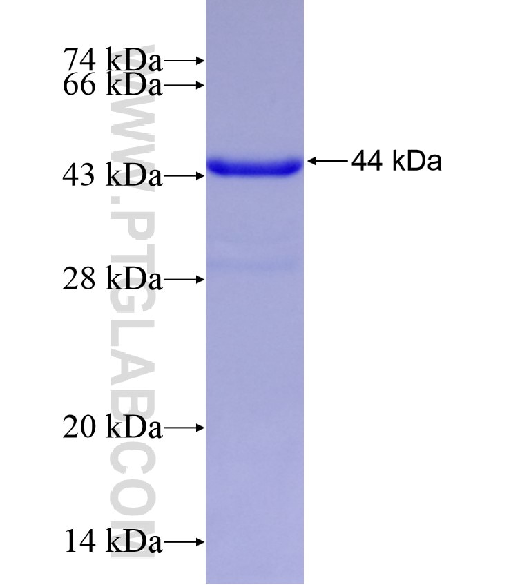 BAX fusion protein Ag0576 SDS-PAGE