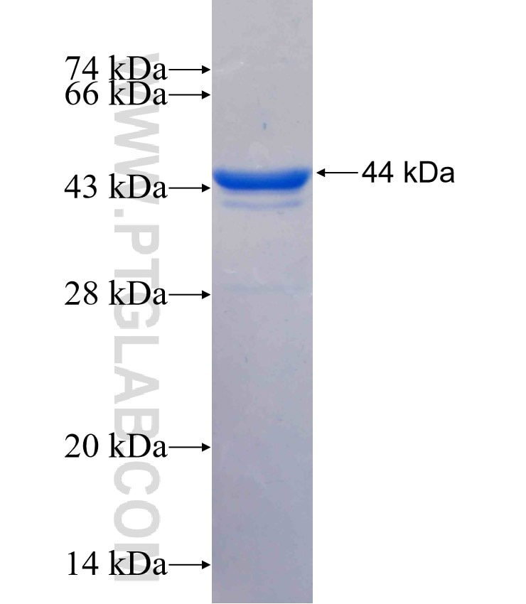 BAX fusion protein Ag21068 SDS-PAGE