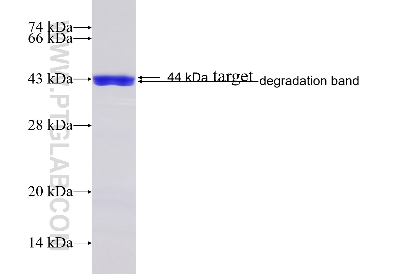 BAZ1B fusion protein Ag24403 SDS-PAGE