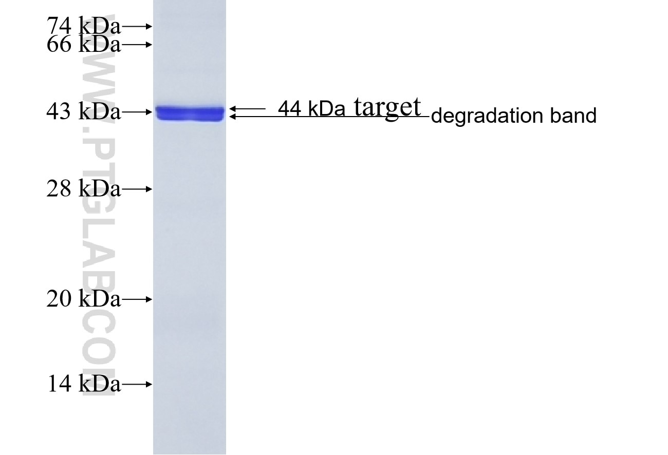 BAZ1B fusion protein Ag24403 SDS-PAGE