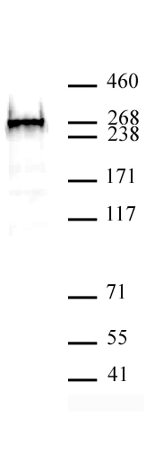 BAZ2A antibody (pAb) tested by Western blot. BAZ2A antibody detection by Western blot. The analysis was performed using 40 ug of HeLa nuclear extract and BAZ2A at a 1:500 dilution.