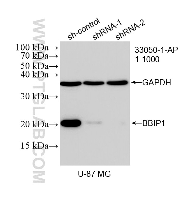 WB analysis of U-87 MG using 33050-1-AP (same clone as 33050-1-PBS) Western Blot (WB) analysis of U-87 MG cells using BBIP1 Polyclonal antibody (33050-1-AP)