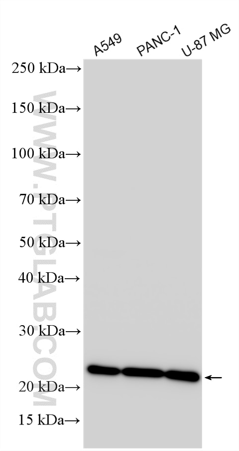WB analysis using 33050-1-AP (same clone as 33050-1-PBS) Western Blot (WB) analysis of various lysates using BBIP1 Polyclonal antibody (33050-1-AP)