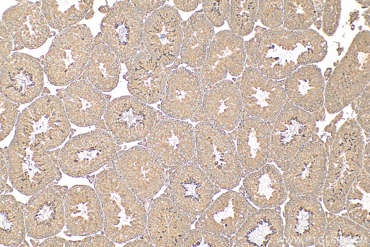 Immunohistochemistry (IHC) staining of mouse testis tissue using BBOF1 Polyclonal antibody (24337-1-AP)
