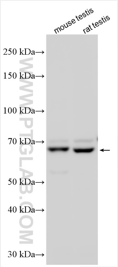 Western Blot (WB) analysis of various lysates using BBOF1 Polyclonal antibody (24337-1-AP)