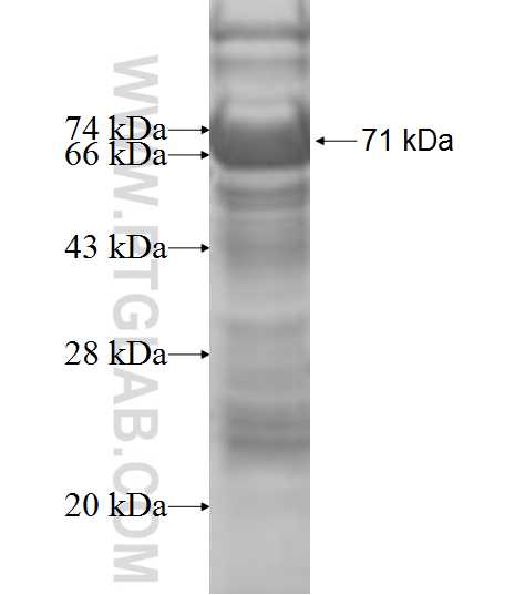 BBOX1 fusion protein Ag8739 SDS-PAGE