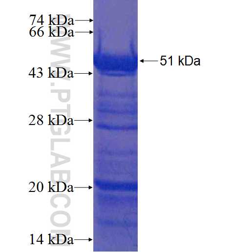 BBOX1 fusion protein Ag8964 SDS-PAGE