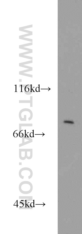 Western Blot (WB) analysis of HepG2 cells using BBS10 Polyclonal antibody (12421-2-AP)