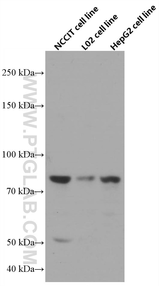 Western Blot (WB) analysis of various lysates using BBS10 Monoclonal antibody (66679-1-Ig)