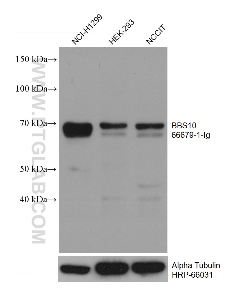 Western Blot (WB) analysis of various lysates using BBS10 Monoclonal antibody (66679-1-Ig)