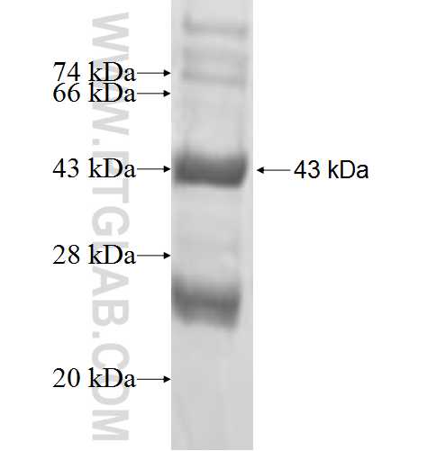 BBS10 fusion protein Ag3073 SDS-PAGE