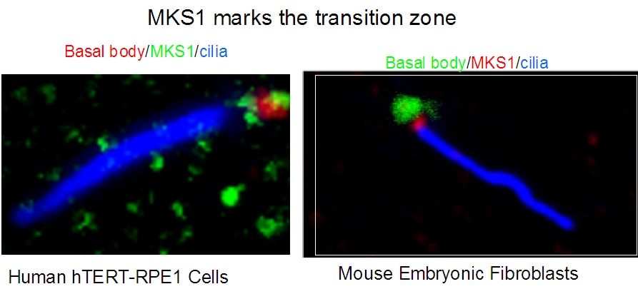 Immunofluorescence (IF) / fluorescent staining of hTERT-RPE1 cells and Mouse embryonic fibroblasts using MKS1 Polyclonal antibody (16206-1-AP)