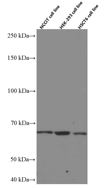 Western Blot (WB) analysis of various lysates using MKS1 Monoclonal antibody (66518-1-Ig)