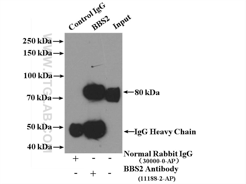 Immunoprecipitation (IP) experiment of mouse testis tissue using BBS2 Polyclonal antibody (11188-2-AP)