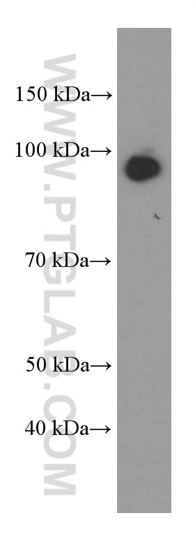 Western Blot (WB) analysis of K-562 cells using BBS2 Monoclonal antibody (66246-1-Ig)