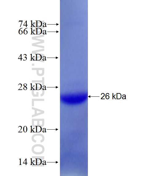 BBS3 fusion protein Ag27788 SDS-PAGE