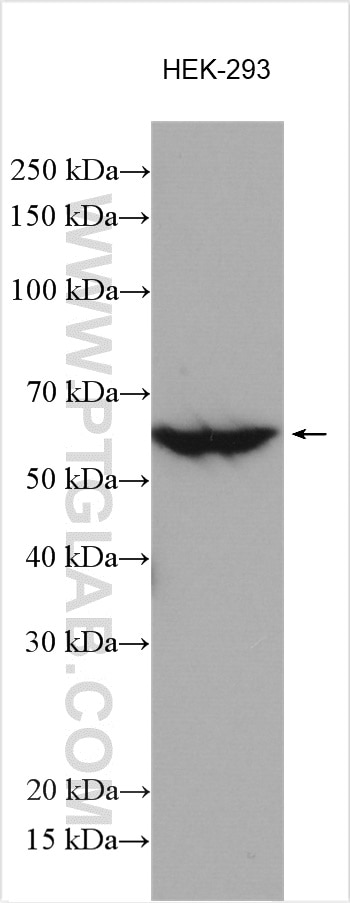 Western Blot (WB) analysis of various lysates using BBS4 Polyclonal antibody (12766-1-AP)