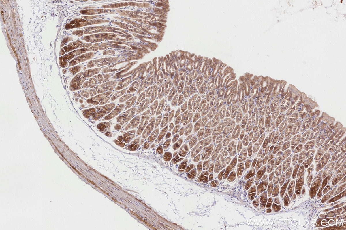 Immunohistochemistry (IHC) staining of mouse stomach tissue using BBS4 Recombinant monoclonal antibody (82961-1-RR)
