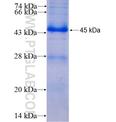 BBS5 fusion protein Ag6844 SDS-PAGE